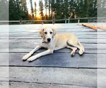Small #4 Great Dane-Labrador Retriever Mix