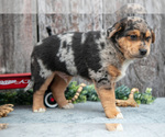 Small #2 Australian Cattle Dog-Miniature Australian Shepherd Mix