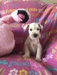 Small Photo #1 Schnauzer (Miniature) Puppy For Sale in SARASOTA, FL, USA