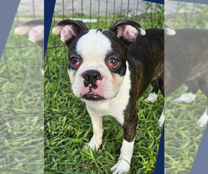 Boston Terrier Puppy for sale in BROOKSVILLE, FL, USA