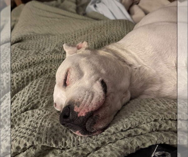 Medium Photo #5 American Pit Bull Terrier-Unknown Mix Puppy For Sale in Germantown, OH, USA