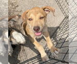 Small #2 Catahoula Leopard Dog