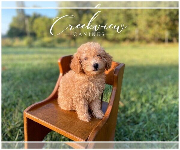 Medium Photo #1 Poodle (Toy) Puppy For Sale in NIANGUA, MO, USA