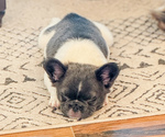 Small #9 French Bulldog