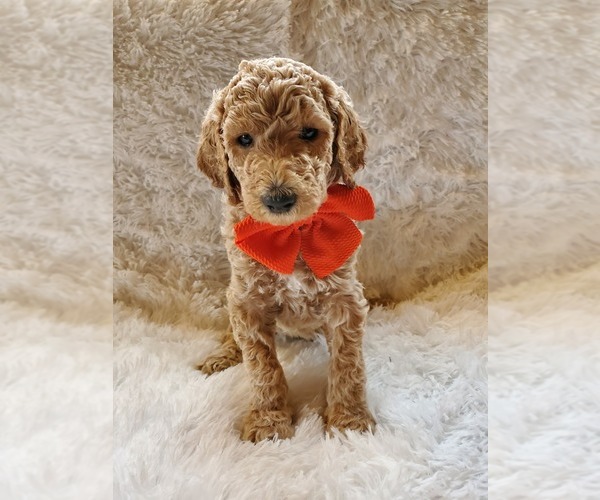Medium Photo #1 Poodle (Standard) Puppy For Sale in SANGER, TX, USA