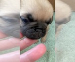 Small Photo #1 Pug Puppy For Sale in HAZLET, NJ, USA