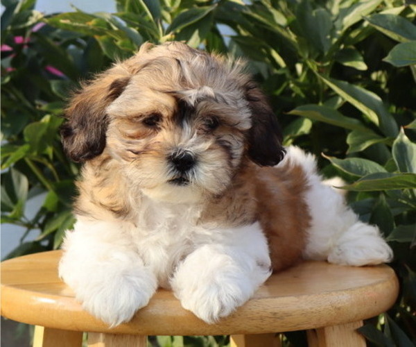 Medium Photo #5 Zuchon Puppy For Sale in THORP, WI, USA