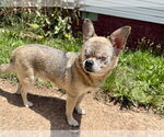 Small #1 Chihuahua Mix