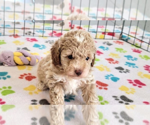 Medium Photo #4 Cock-A-Poo-Poodle (Miniature) Mix Puppy For Sale in ORO VALLEY, AZ, USA