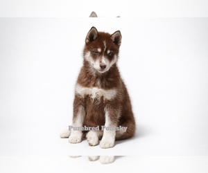 Pomsky Puppy for sale in KANSAS CITY, MO, USA