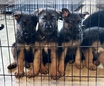 Small Photo #7 German Shepherd Dog Puppy For Sale in PITTSBORO, IN, USA