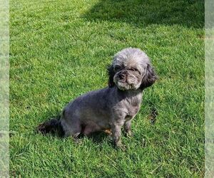 Mother of the ShihPoo puppies born on 04/14/2025