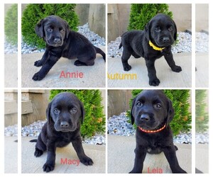 Labrador Retriever Litter for sale in CATO, NY, USA