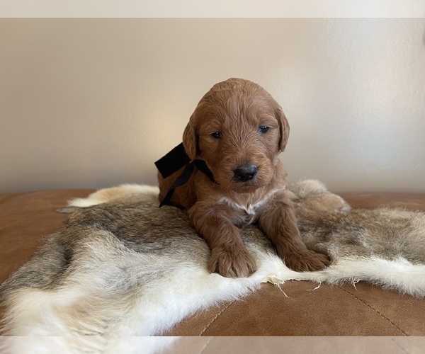 Medium Photo #17 Goldendoodle Puppy For Sale in WOODBURN, IN, USA