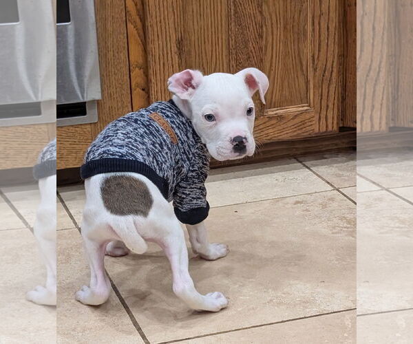 Medium Photo #6 American Pit Bull Terrier-Unknown Mix Puppy For Sale in Aurora, CO, USA