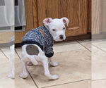 Small #5 American Pit Bull Terrier Mix