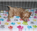 Small Photo #9 Cocker Spaniel-Poodle (Miniature) Mix Puppy For Sale in ORO VALLEY, AZ, USA