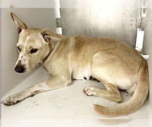 Siberian Husky-Unknown Mix Dogs for adoption in Houston, TX, USA