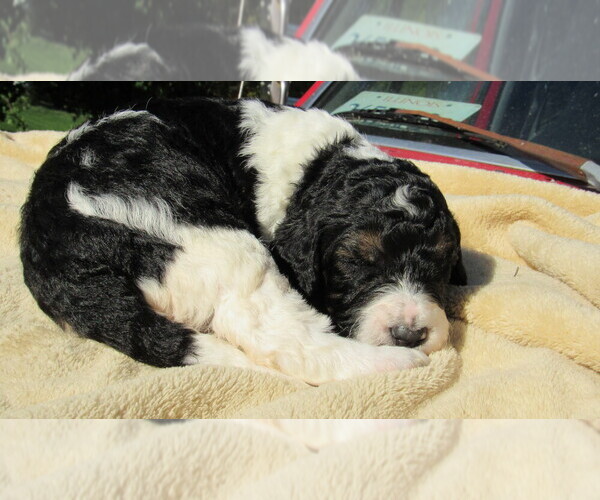 Medium Photo #1 Bernedoodle Puppy For Sale in BIG ROCK, IL, USA