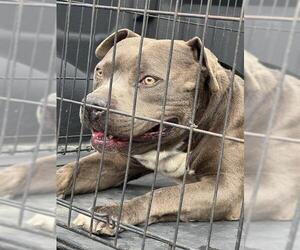 American Staffordshire Terrier-Unknown Mix Dogs for adoption in San Antonio, TX, USA