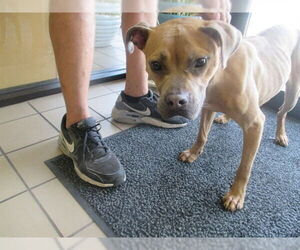 American Staffordshire Terrier Dogs for adoption in Ocala, FL, USA