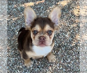 French Bulldog Puppy for sale in DESERT HOT SPRINGS, CA, USA