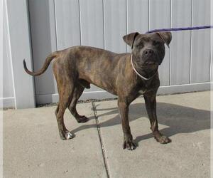 American Pit Bull Terrier Dogs for adoption in Louisville, KY, USA