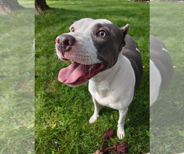 Medium Photo #1 American Pit Bull Terrier-Unknown Mix Puppy For Sale in Germantown, OH, USA