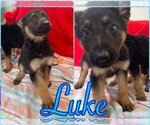 Small Photo #8 German Shepherd Dog-Unknown Mix Puppy For Sale in MECHANICSBURG, PA, USA