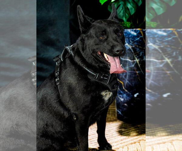 Medium Photo #8 Mutt Puppy For Sale in Cedar Crest, NM, USA