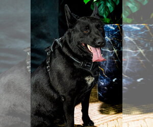 Dino - Male Mutt Dog for Adoption - Photo #8