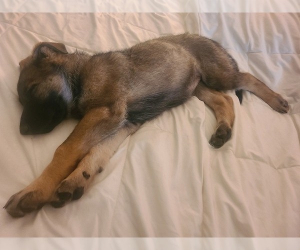 Medium Photo #6 German Shepherd Dog Puppy For Sale in MONTREAL, MO, USA