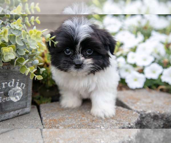 Medium Photo #14 Shiranian Puppy For Sale in MIDDLEBURY, IN, USA
