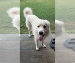 Small #19 Chow Chow-Great Pyrenees Mix