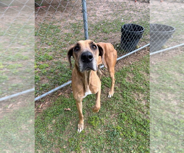 Medium Photo #2 Great Dane Puppy For Sale in Bullard, TX, USA