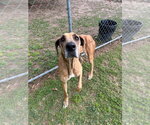 Small #1 Great Dane