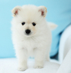 Small Photo #3 Pomeranian Puppy For Sale in FRAZER, PA, USA