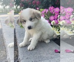 Small #4 Great Pyrenees