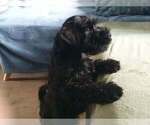 Small #6 Schnauzer (Miniature)