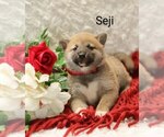 Puppy Seji Shiba Inu
