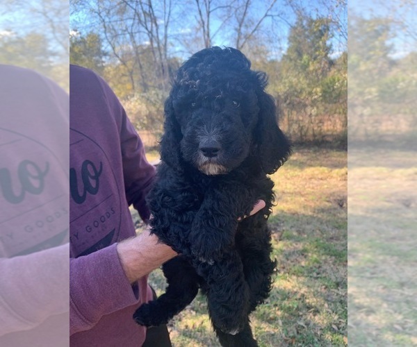 Medium Photo #1 Goldendoodle Puppy For Sale in JACKSONVILLE, FL, USA