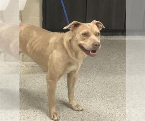 Mutt Dogs for adoption in Conroe, TX, USA