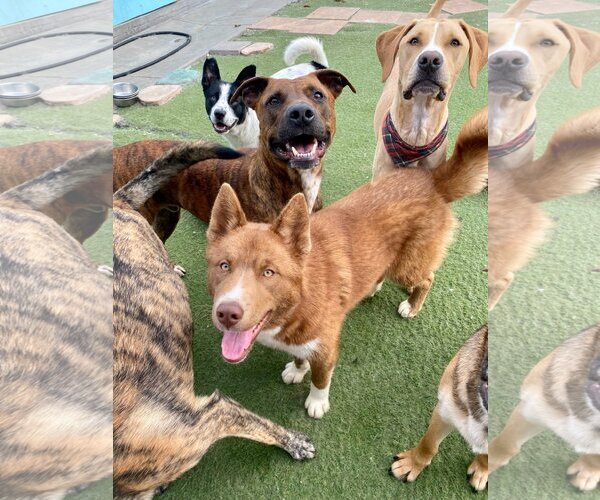 Medium Photo #5 American Staffordshire Terrier-Labrador Retriever Mix Puppy For Sale in Newport Beach, CA, USA