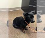 Small #1 Dachshund Mix