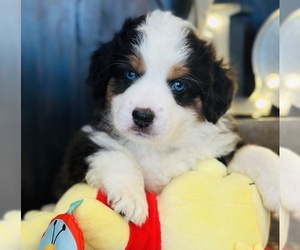 Miniature Australian Shepherd Litter for sale in ANTHONY, FL, USA