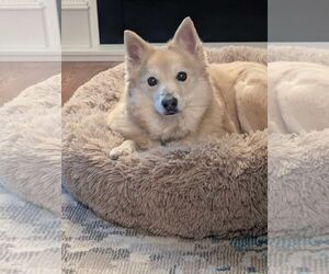 Labrador Retriever-Pomeranian Mix Dogs for adoption in Lebanon, PA, USA