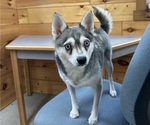 Small Photo #1 Alaskan Klee Kai-Pomeranian Mix Puppy For Sale in ATHENS, WI, USA