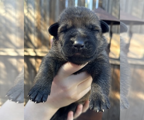 Medium Photo #22 German Shepherd Dog Puppy For Sale in LAKE ELSINORE, CA, USA