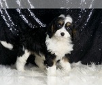 Small #4 Cavapoo
