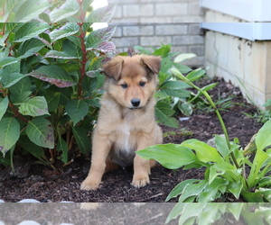 Golden Shepherd-Rottweiler Mix Puppy for sale in SHILOH, OH, USA